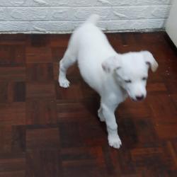 Cachorro mestizo blanco de 4 meses