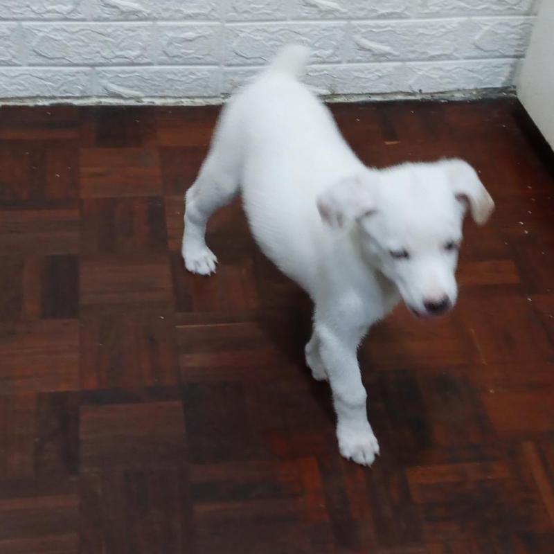 Cachorro mestizo blanco de 4 meses