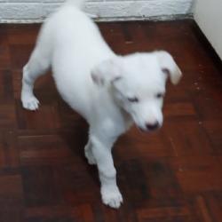 Cachorro mestizo blanco de 4 meses