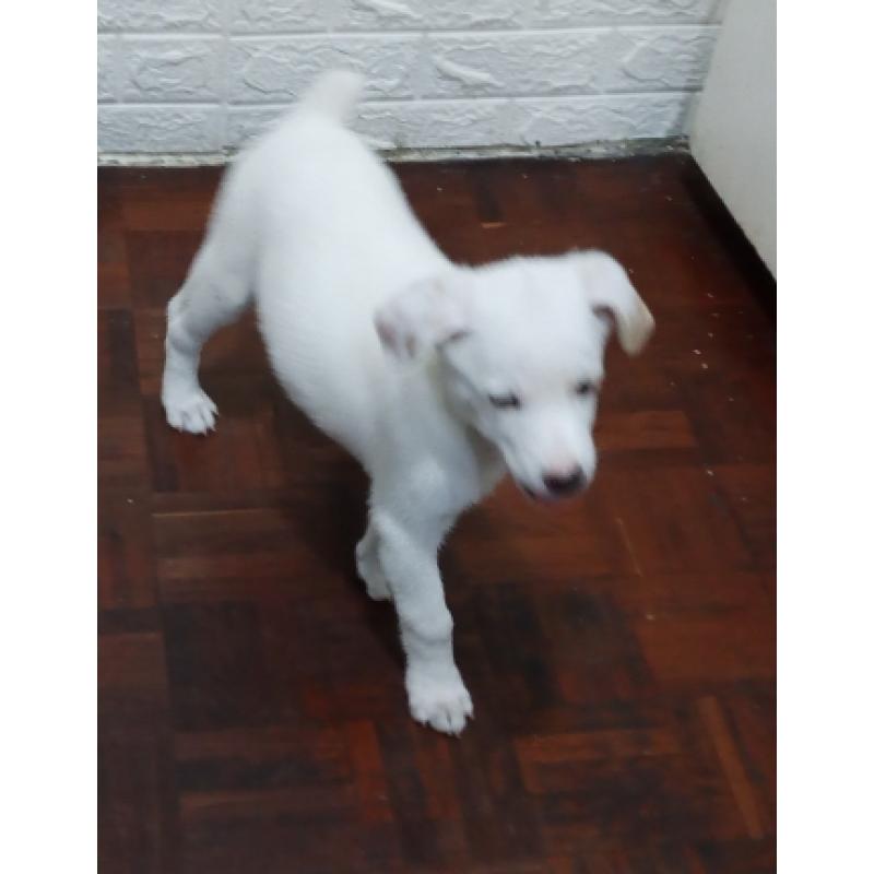 Cachorro mestizo blanco de 4 meses