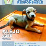 El es Alejo José Tu mascota ideal en Adopción