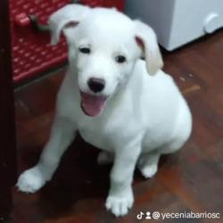 Cachorro mestizo blanco de 4 meses