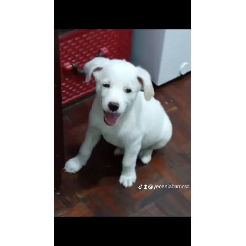 Cachorro mestizo blanco de 4 meses