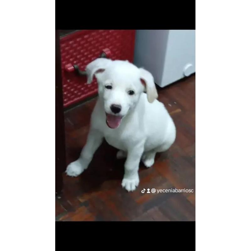 Cachorro mestizo blanco de 4 meses