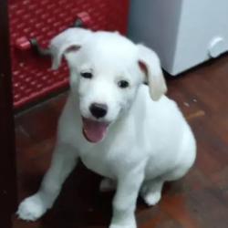 Cachorro mestizo blanco de 4 meses