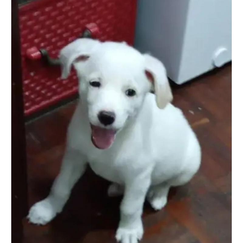 Cachorro mestizo blanco de 4 meses